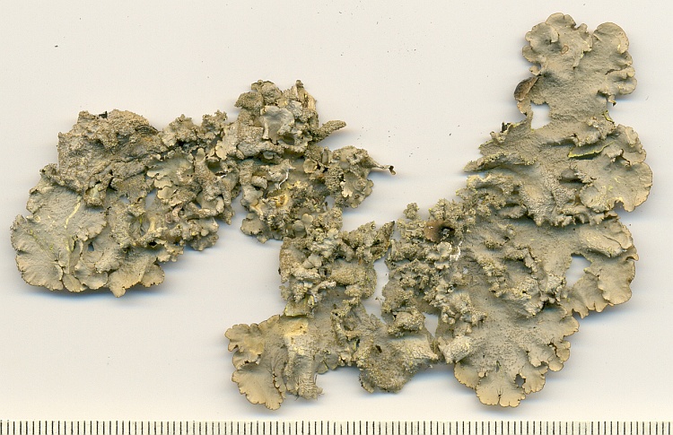 Parmotrema sulphuratum from Brazil, Paraná, Guaraqueçaba leg. C.G. Donha 650 (UPCB)